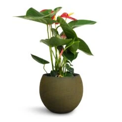 Anthurium - Flamingo Flower - Royal Red -Indoor Plants Store Anthurium Royal Champion Royal Red 12x40cm Dex Plant Pot Forrest 17x13cm
