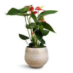 Anthurium - Flamingo Flower - Royal Red -Indoor Plants Store Anthurium Royal Champion Royal Red 12x40cm Noor Plant Pot Metallic Grey 16x13cm