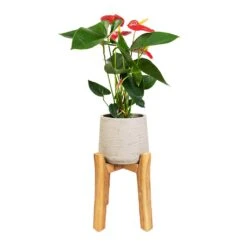 Patt Plant Pot - Tall Stand - Grey Washed -Indoor Plants Store Anthurium Royal Champion Royal Red 12x40cm Patt Plant Pot Tall Stand Grey Washed 23x34cm 85cd720c 37ab 41e7 bbf4 897eb461dab9