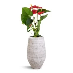 Ryan Plant Vase - White Black -Indoor Plants Store Anthurium Royal Champion Royal Red 12x40cm Ryan Plant Vase White Black 18x30cm 1c1a092e 1550 462f 9134 bd4e41e10049