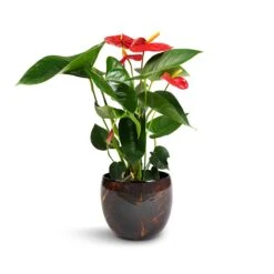 Anthurium - Flamingo Flower - Royal Red -Indoor Plants Store Anthurium Royal Champion Royal Red 12x40cm Vive Metal Plant Pots Set3 Lava smallest