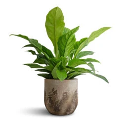 Albero Plant Pot - Cement 20 Albero Plant Pot - Cement -Indoor Plants Store Anthurium elipticum Jungle Bush 24x60m Albero Plant Pot Cement 28x26cm