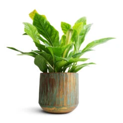 Anthurium Elipticum - Jungle Bush 15 Anthurium Elipticum - Jungle Bush -Indoor Plants Store Anthurium elipticum Jungle Bush 24x60m Caro Metal Plant Pot Copper Green 28x27cm