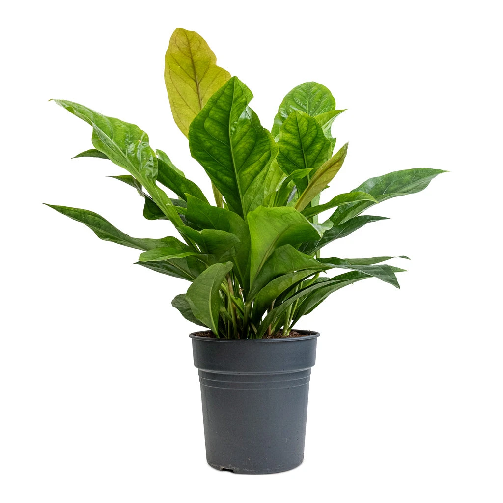 Anthurium Elipticum - Jungle Bush 5 Anthurium Elipticum - Jungle Bush - Image 3