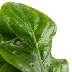 Anthurium Elipticum - Jungle Bush 14 Anthurium Elipticum - Jungle Bush -Indoor Plants Store Anthurium elipticum Jungle Bush SWATCH