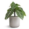 Aphelandra Squarrosa Botanica - Zebra Plant -Indoor Plants Store Aphelandra squarrosa Botanica Zebra Plant 13x35cm Leon Plant Pot Cement 14.5x12cm 7792f0de a152 499b 97a5 63e03727b62f