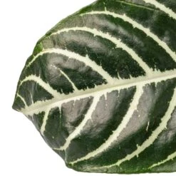 Aphelandra Squarrosa Botanica - Zebra Plant 10 Aphelandra Squarrosa Botanica - Zebra Plant -Indoor Plants Store Aphelandra squarrosa Botanica Zebra Plant SWATCH 2