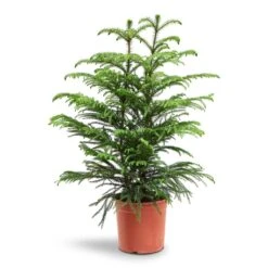 Araucaria Heterophylla - Norfolk Island Pine -Indoor Plants Store Araucaria Heterophylla Norfolk Island Pine 22x90cm