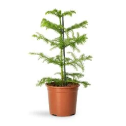 Araucaria Heterophylla - Norfolk Island Pine -Indoor Plants Store Araucaria heterophylla Norfolk Island Pine 14x45cm 2