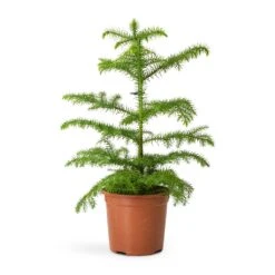 Araucaria Heterophylla - Norfolk Island Pine -Indoor Plants Store Araucaria heterophylla Norfolk Island Pine 14x45cm 3
