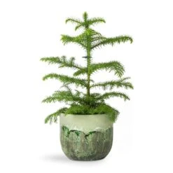 Araucaria Heterophylla - Norfolk Island Pine -Indoor Plants Store Araucaria heterophylla Norfolk Island Pine 14x45cm Moon Plant Pot Jungle 17x15cm