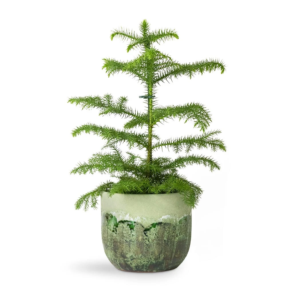 Moon Plant Pot - Jungle 15 Moon Plant Pot - Jungle - Image 13