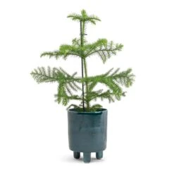 Araucaria Heterophylla - Norfolk Island Pine -Indoor Plants Store Araucaria heterophylla Norfolk Island Pine 14x45cm Pisa Plant Pot Emerald 16x19cm a71f3462 0bba 4240 a52a a73205f3a1b3