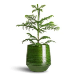 Remi Plant Pot - Green 23 Remi Plant Pot - Green -Indoor Plants Store Araucaria heterophylla Norfolk Island Pine 14x45cm Remi Plant Pot Green 23x25cm b2da1568 eed6 4b78 a3f9 56caf6d65f83