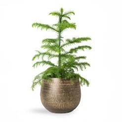 Ryan Plant Pot - Shiny Gold -Indoor Plants Store Araucaria heterophylla Norfolk Island Pine 14x45cm Ryan Plant Pot Shiny Gold 18x16cm 2 1fc99e72 4017 4c0d 9fcd 58fded5ac50a