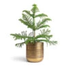 Araucaria Heterophylla - Norfolk Island Pine -Indoor Plants Store Araucaria heterophylla Norfolk Island Pine 14x45cm Solis Embossed Plant Pot Gold 18x18cm