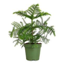 Araucaria Heterophylla - Norfolk Island Pine -Indoor Plants Store Araucaria heterophylla Norfolk Island Pine 17x50cm