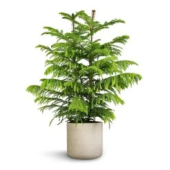 Araucaria Heterophylla - Norfolk Island Pine -Indoor Plants Store Araucaria heterophylla Norfolk Island Pine 22x90cm Charlie Plant Pot Grey Washed 25x24cm