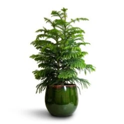 Araucaria Heterophylla - Norfolk Island Pine -Indoor Plants Store Araucaria heterophylla Norfolk Island Pine 22x90cm Charlotte Plant Pot Green 29x25cm