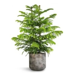 Araucaria Heterophylla - Norfolk Island Pine -Indoor Plants Store Araucaria heterophylla Norfolk Island Pine 22x90cm Saar Plant Pot Earth Cement 26x25cm