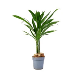 Areca Catechu - Betel Nut Palm -Indoor Plants Store Areca catechu Betel Nut Palm 12x50cm