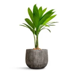 Areca Catechu - Betel Nut Palm -Indoor Plants Store Areca catechu Betel Nut Palm 12x50cm Feico Plant Pot Metal Black 19x14cm