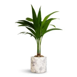 Lazzaro Plant Pot - Vintage Bird -Indoor Plants Store Areca catechu Betel Nut Palm 12x50cm Lazzaro Plant Pot Vintage Bird 15x13cm