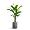 Areca Catechu - Betel Nut Palm -Indoor Plants Store Areca catechu Betel Nut Palm 12x50cm Puk Plant Pot Black Washed 15x15cm