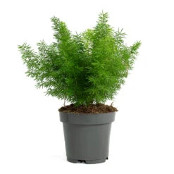 Asparagus Densiflorus Myersii - Foxtail Fern 23 Asparagus Densiflorus Myersii - Foxtail Fern -Indoor Plants Store Asparagus densiflorus Myersii Foxtail Fern 12cm