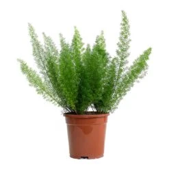 Asparagus Densiflorus Myersii - Foxtail Fern 28 Asparagus Densiflorus Myersii - Foxtail Fern -Indoor Plants Store Asparagus densiflorus Myersii Foxtail Fern 17cm