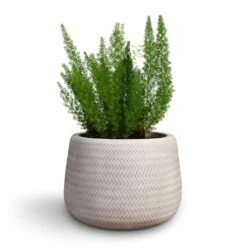 Angle Darcy Plant Pot - White -Indoor Plants Store Asparagus densiflorus Myersii Foxtail Fern 17x45cm Angle Darcy Plant Pot White 34.5x24cm 2