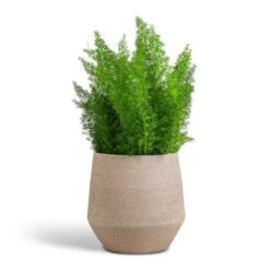 Asparagus Densiflorus Myersii - Foxtail Fern 27 Asparagus Densiflorus Myersii - Foxtail Fern -Indoor Plants Store Asparagus densiflorus Myersii Foxtail Fern 17x60cm Humus Plant Pot Concrete 20x23cm