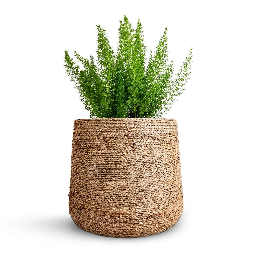 Patt Plant Pot - Straw Grass 7 Patt Plant Pot - Straw Grass - Image 5