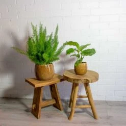 Calathea Orbifolia -Indoor Plants Store Asparagus densiflorus Myersii Foxtail Fern Calathea orbifolia mischa caramel plant pot 52a57870 73d4 42b8 932c 475e11633e20