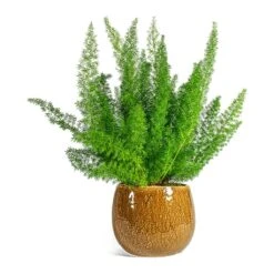 Asparagus Densiflorus Myersii - Foxtail Fern 22 Asparagus Densiflorus Myersii - Foxtail Fern -Indoor Plants Store Asparagus densiflorus Myersii Foxtail Fern Mischa Plant Pot Caramel