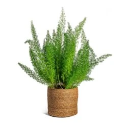 Asparagus Densiflorus Myersii - Foxtail Fern 31 Asparagus Densiflorus Myersii - Foxtail Fern -Indoor Plants Store Asparagus densiflorus Myersii Foxtail Fern Stef Plant Baskets Set of 5 Camel c8f138dc 7860 445c bb25 cc89124c3d6b