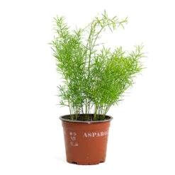 Asparagus Densiflorus Sprengeri - Emerald Feather Fern 20 Asparagus Densiflorus Sprengeri - Emerald Feather Fern -Indoor Plants Store Asparagus densiflorus Sprengeri Emerald Feather Fern 12cm