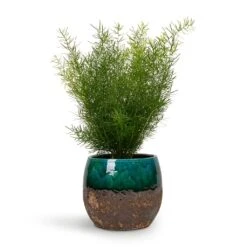 Lindy Plant Pot - Black Green -Indoor Plants Store Asparagus densiflorus Sprengeri Emerald Feather Fern 12x30cm Lindy Plant Pot Black Green 19x16cm 0a45d4e0 b2e5 41bd b0bc df73db86c54b