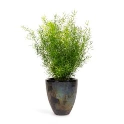 Asparagus Densiflorus Sprengeri - Emerald Feather Fern 18 Asparagus Densiflorus Sprengeri - Emerald Feather Fern -Indoor Plants Store Asparagus densiflorus Sprengeri Emerald Feather Fern 12x30cm Livin Beauty Flowerpot Black Silver Smooth 15x17cm