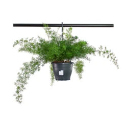 Asparagus Densiflorus Sprengeri - Emerald Feather Fern 19 Asparagus Densiflorus Sprengeri - Emerald Feather Fern -Indoor Plants Store Asparagus densiflorus Sprengeri Emerald Feather Fern 19cm