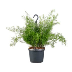 Asparagus Densiflorus Sprengeri - Emerald Feather Fern 15 Asparagus Densiflorus Sprengeri - Emerald Feather Fern -Indoor Plants Store Asparagus densiflorus Sprengeri Emerald Feather Fern 19x60cm