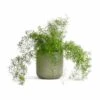 Asparagus Densiflorus Sprengeri - Emerald Feather Fern -Indoor Plants Store Asparagus densiflorus Sprengeri Emerald Feather Fern 19x60cm Lisbon Plant Pot Sage 21x21cm 3b7b175e fb5e 4b6a ba1b eebc0c520c66