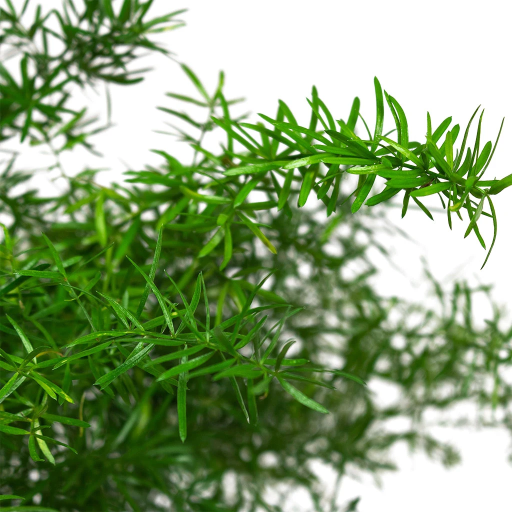 Asparagus Densiflorus Sprengeri - Emerald Feather Fern 4 Asparagus Densiflorus Sprengeri - Emerald Feather Fern - Image 2