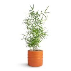 Asparagus Falcatus - Sicklethorn 22 Asparagus Falcatus - Sicklethorn -Indoor Plants Store Asparagus falcatus Sicklehorn 12x40cm Hadleigh Plant Pot Amber 14x13cm b7ce8b90 1041 49db a029 51447dc30899
