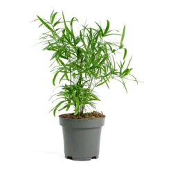 Asparagus Falcatus - Sicklethorn 21 Asparagus Falcatus - Sicklethorn -Indoor Plants Store Asparagus falcatus Sicklethorn 12cm New