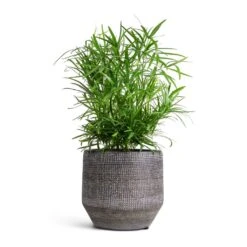 Asparagus Falcatus - Sicklethorn 20 Asparagus Falcatus - Sicklethorn -Indoor Plants Store Asparagus falcatus Sicklethorn 12x40cm Norell Plant Pot Latte Brown 15x13cm 45af337a e494 468c 94ea 054139d40b5d