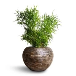 Asparagus Falcatus - Sicklethorn 18 Asparagus Falcatus - Sicklethorn -Indoor Plants Store Asparagus falcatus Sicklethorn 17x45cm Luxe Lite Wrinkle Globe Planter Bronze 33x24cm