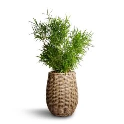 Asparagus Falcatus - Sicklethorn 16 Asparagus Falcatus - Sicklethorn -Indoor Plants Store Asparagus falcatus Sicklethorn 17x45cm Siona Wikr Plant Baskets Set3 Natural 2e6ed18d 5a7f 43aa bf42 5b81f14d0abd