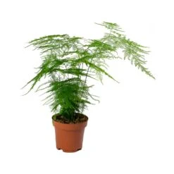 Asparagus Setaceus - Lace Fern -Indoor Plants Store Asparagus setaceus Lace Fern 12x30cm