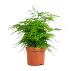 Asparagus Setaceus - Lace Fern -Indoor Plants Store Asparagus setaceus Lace Fern 12x35cm 3